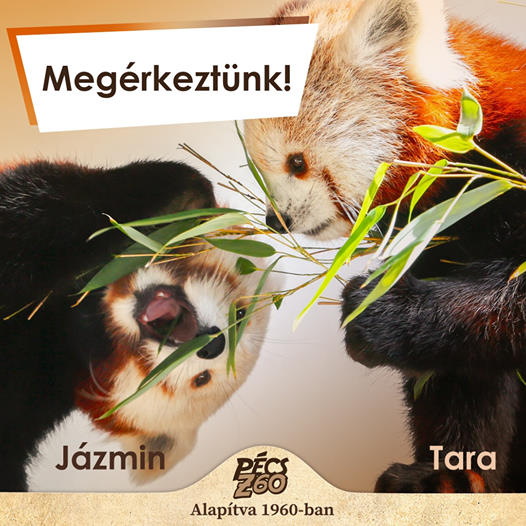 Pécszoo-vöröspandák